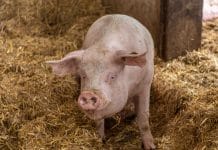 Masterplan zur stufenweisen Weiterentwicklung des AMA-Gütesiegels