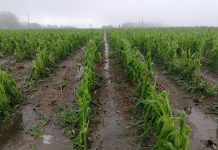 Hagel, Starkregen verheeren erneut Agrarflächen