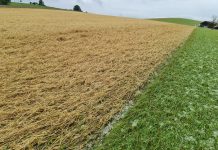 Hagelversicherung: Der Klimawandel kostet Existenzen – 105 Millionen Euro Schaden