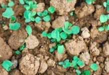 Öpul-Begrünung: Termine beachten