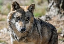 Experte Längauer zum Wolfsmanagement