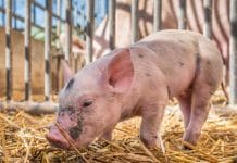 Verlustersatz für indirekt Betroffene in der Landwirtschaft wird gut angenommen