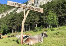 Der NÖ Almwandertag – ein Fest für alle Sinne