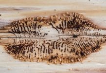 Boku-Forscherteam weist neue Überwinterungsstrategie des Buchdruckers nach