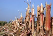 Webinar-Tipp: Stoppelbearbeitung und Strohmanagement bei Körnermais