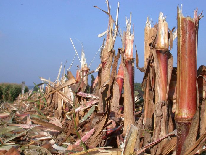 Mais Stoppel 1 ID6315