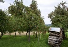 Erfolgreiche Bio-Pressobstvermarktung