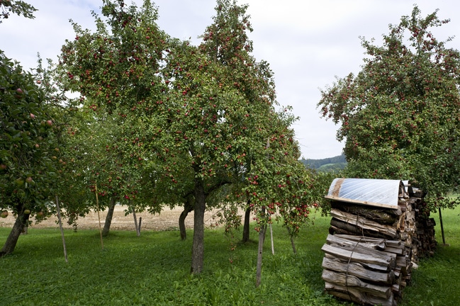 Mostaepfel 2 ID56798 Size650px