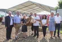 RZO-Zuchtrinderschau begeistert Freistädter Messebesucher