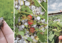 Maikäfer im Grünland, Hagelschäden im Obstbau