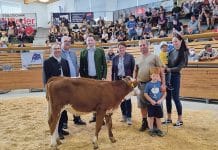 Bei Jubiläumsversteigerung wurde ein Kalb verlost