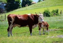 QPlus-Sonderzahlung: Signal an Rinderbauern