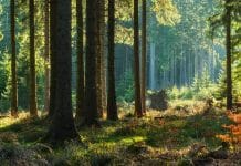 Schmiedtbauer zur EU-Waldstrategie: Kurskorrektur dringend erforderlich