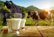 Österreichische Milchwirtschaft ist internationales Vorbild