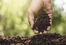 Humus: Lösung für alles?