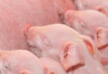 Schweinezucht: „Optimieren statt maximieren“