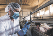 Keine strengeren Regeln für Antibiotika im Stall