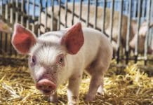 Ausgemacht fair mit Tierleasing