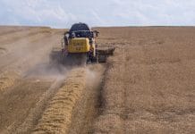 AMA: Hektarerträge bei Sommergetreide unter dem Vorjahresniveau