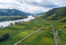 Zunahme der Weingartenfläche, aber weniger Weinbaubetriebe