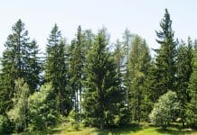 DFWR, LKÖ und FHP starten Diskussion zur neuen EU-Waldstrategie