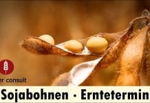 Sojabohnen richtig ernten