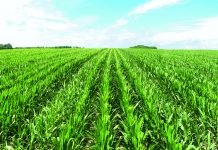 In Europa erfolgreich, in Oberösterreich daheim