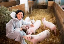 3D-Rundblick in den Bio-Schweinestall
