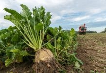 Anbau 2022 – vieles spricht für die Zuckerrübe