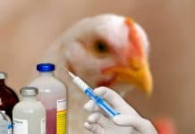 Ages produziert Impfstoffe nach Maß