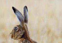 Weniger Verkehrsunfälle dank 7.100 Wildwarngeräte