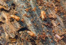 Entlastung für Waldbauern in Niederösterreich