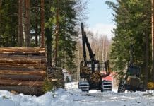 Holz-Einschlag: Heute schon an morgen denken
