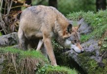 Wolfsproblematik ist Realität: Europäische Lösung gefordert