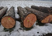 OÖ Nadelholzsubmission beim Nasslager Laakirchen