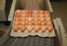 Alarmstimmung bei den österreichischen Eierproduzenten