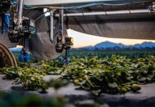 Automatisierte Erdbeerernte