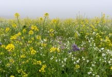 Zwischenfrüchte, Mulchsaat: Antragsfrist bis 15. Oktober