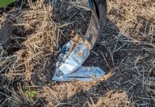 Flache Bodenbearbeitung mit dem Amazone C-Mix-Gänsefußschar