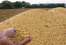 Eigenproduktion stärken, Soja-Importe reduzieren