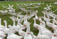 Es ist angerichtet für die Gansl-Saison 2021