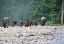 Naturnutzer bringen Wildtiere in Bedrängnis