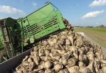 Zuckerrübe startet wieder durch