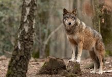 Wolfsmanagement braucht EU-Lösung