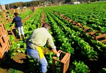Saisonkräfte aus Drittstaaten: Planungssicherheit verbessert