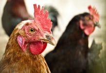 Geflügelpest in Österreich nachgewiesen