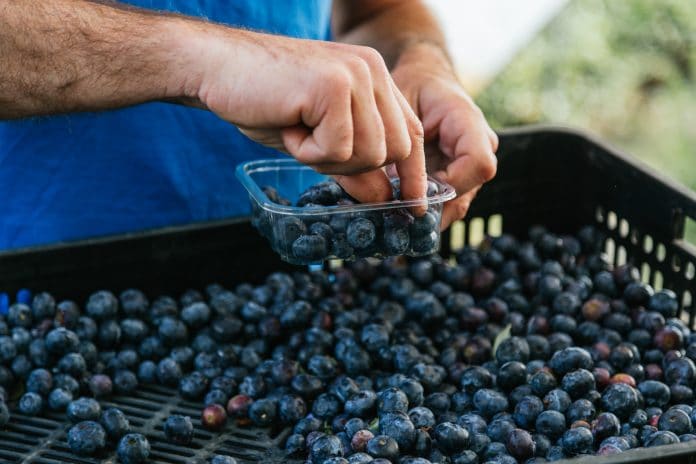 Farmer Working And Picking Blueberries On A Organic Farm Moder