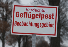 Geflügelpest macht sich heuer besonders früh in Europa breit