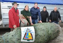 Waldviertler Tanne reiste klimafreundlich nach Brüssel