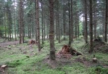 Nadelholz: Aus der Praxis lernen